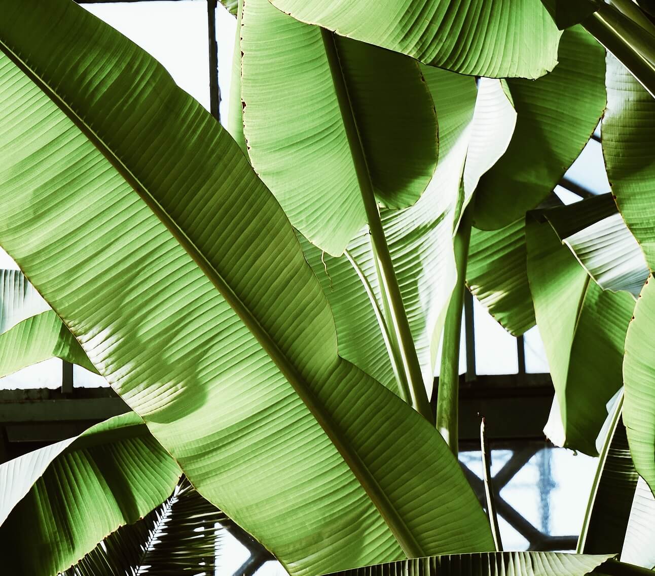 Een bananenplant in de tuin is natuurlijk prachtig, maar hoe verzorg je deze plant nu eigenlijk? Wij geven een aantal tips!